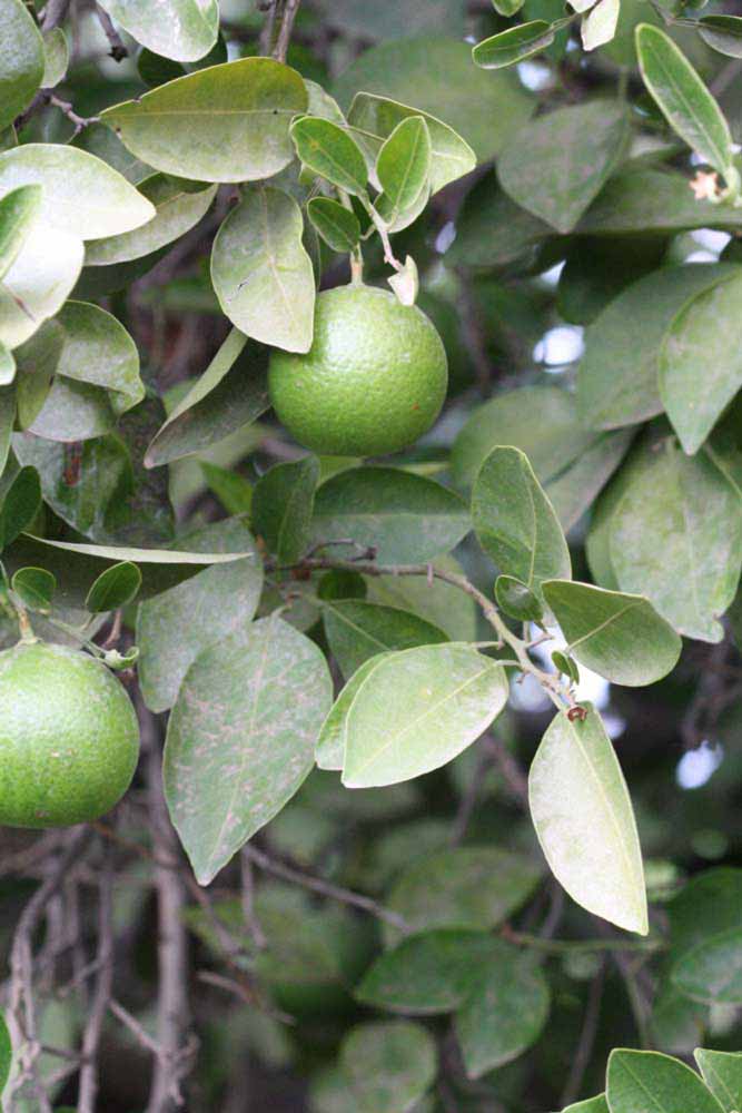              Sun leaves (Riverside, CA)       